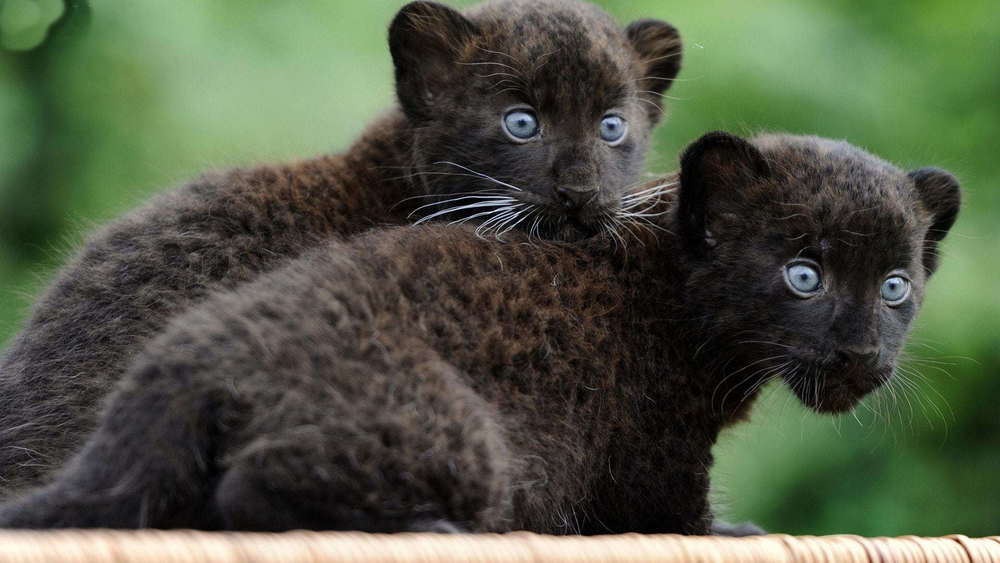 Baby Panthers have a lot to learn!